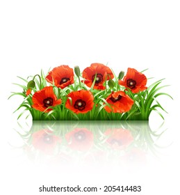 Red poppies in grass isolated on white. Vector illustration