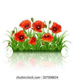 Red poppies in grass isolated on white. Vector illustration