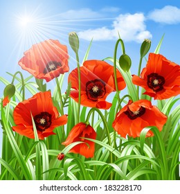 Red poppies in grass. Vector illustration