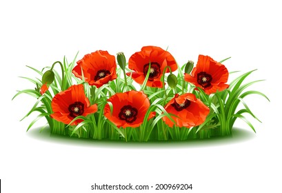 Red poppies in grass. Vector illustration