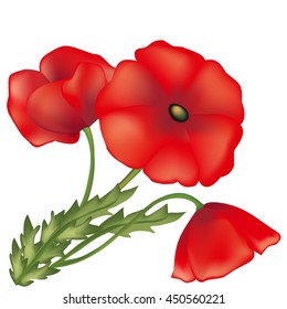 Red poppies, green plants, vector flower, wildlife, green leaf, decorative element, long stalk, scarlet petals, buds in a bouquet, a flora element,