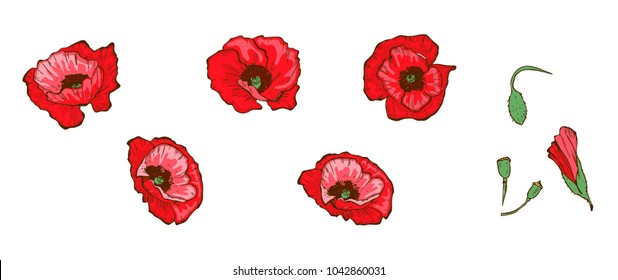 Red poppies isolated on white background. Buds and flowers. Floral vector.