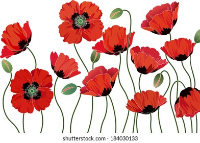 Red poppies isolated on white background