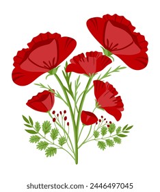 red poppies isolated on white
