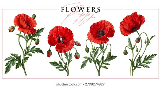 Red poppies isolated on a white background. Vintage painting style illustration.