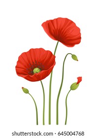 Red poppies isolated on white