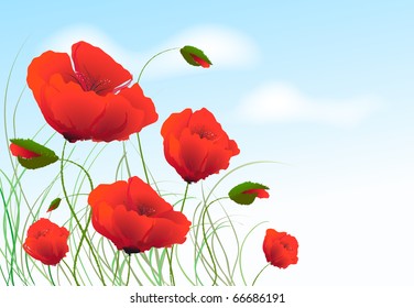 Red poppies at the meadow.