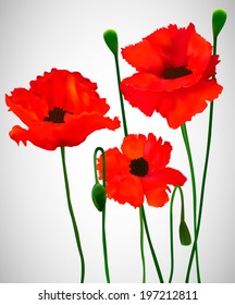 Red poppies on a gradient gray background. Vector illustration.