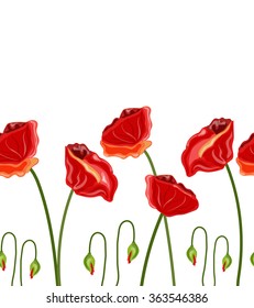 red poppies on a long stalk with buds. Isolated on white background. Vector illustration