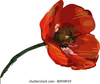 red poppies on a long stalk