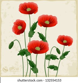 Red poppies on a white background. Vector.