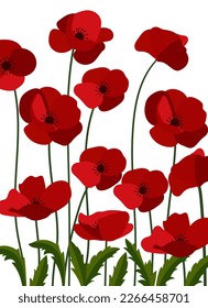 Red poppies on white background.Eps 10 vector.