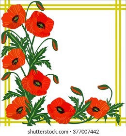 Red poppies on a white background