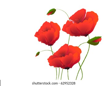 red poppies on white background