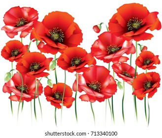 Red poppies on white background