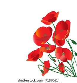 red poppies over white background