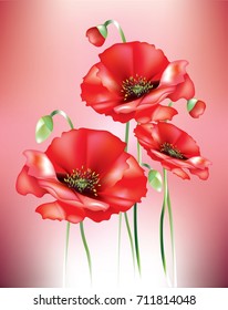 Red poppies with soft tone of red in the background