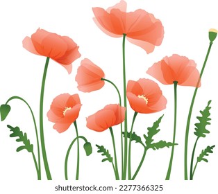 Red poppies spring flowers. Cluster of flowers