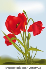 red poppies for you