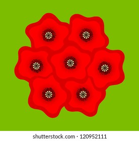 Red poppy