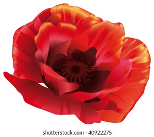 Red poppy