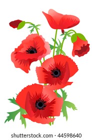 Red poppy