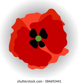 Red Poppy
