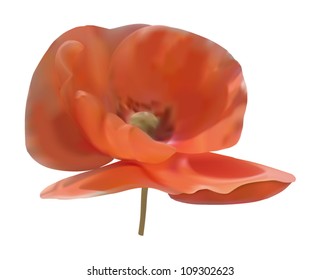 Red poppy close up isolated on white.  Photo realistic vector illustration.