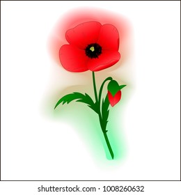 red poppy flower