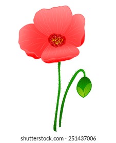 red poppy flower