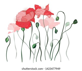 Red poppy flower blossoms and flowers over white background. Vector drawing of red poppies on two layers. 