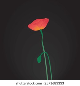 Red poppy flower with buds vector illustration on dark black background. Flat design.