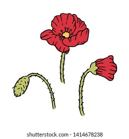 red poppy flower element, nature vector illustration