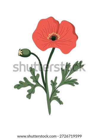Red poppy flower. Flat vector clipart, illustration with isolated background.