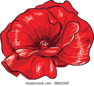 Red Poppies Pencil Drawing High Res Stock Images Shutterstock