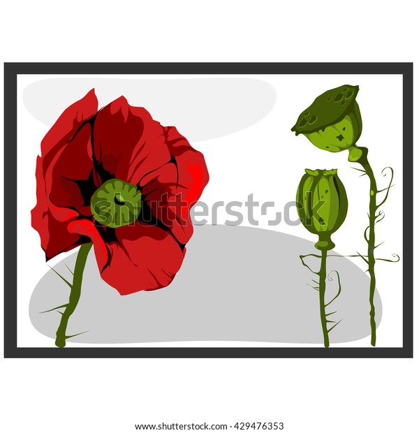 Red Poppy Flower Grey Frame Isolated Stock Vector Royalty Free