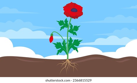 Red poppy flower growing in the soil. Vector illustration of a plant.