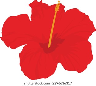 red poppy flower. Hibiscus flower isolated on white background. Vector illustration.