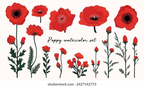 Red poppy flower illustration set. Poppies isolated on white background