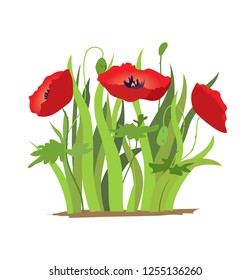 Red Poppy flower isolated on white background, vector illustration.