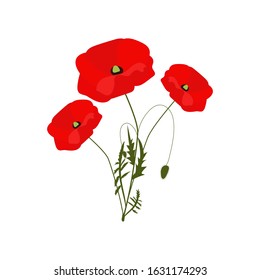 Red Poppy flower isolated on white background, vector illustration. Wildflowers realistic style design, designed for web and app. Eps 10 Bunch of flowers, spring bouquet over white backdrop. 8 March