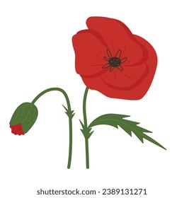 Red poppy flower isolated on white background. Vector illustration
