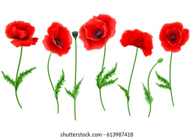 Red Poppy Flower Isolated On White Background, Vector Illustration