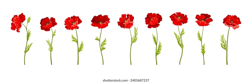 Red Poppy Flower on Green Stem with Leaf Vector Set