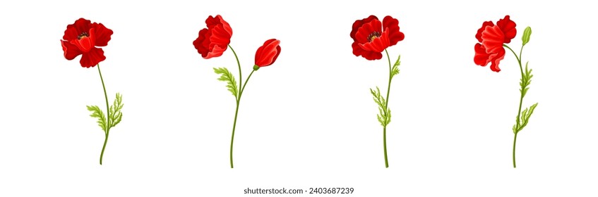 Red Poppy Flower on Green Stem with Leaf Vector Set