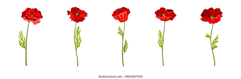 Red Poppy Flower on Green Stem with Leaf Vector Set