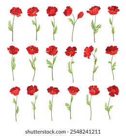 Red Poppy Flower on Green Leafy Stem Vector Set