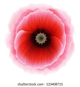 Red poppy flower on white background