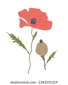 Red poppy flower on a white isolated background. Cartoon vector illustration.