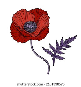 Red poppy flower. Papaver. Stem and leaf. Elements for Anzac day design. Hand drawn line art sketch vector illustration. Isolated on white background.